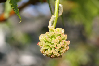 sweetgum pistilate capitulum