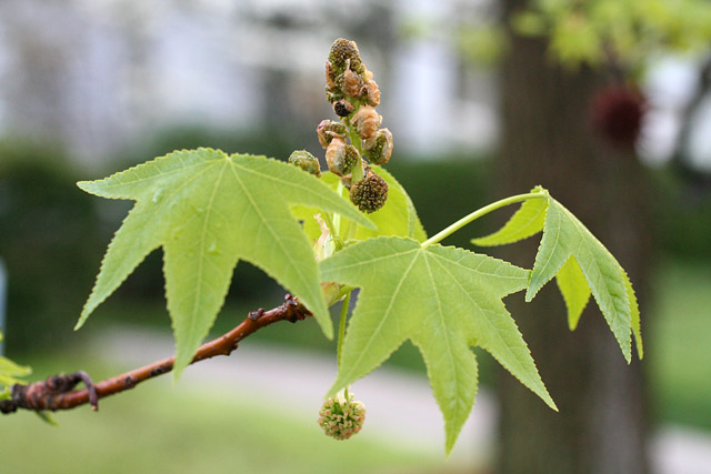 sweetgum flowering