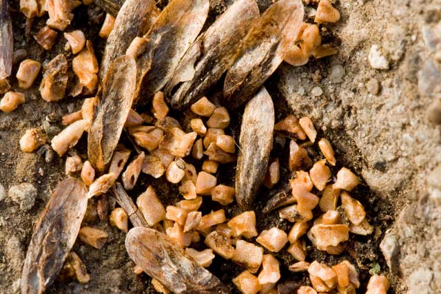 sweetgum seeds