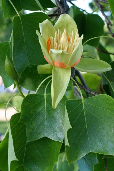 tulip-tree flower