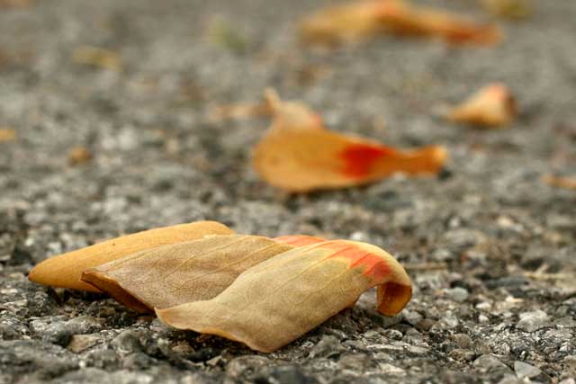 tulip-tree petals