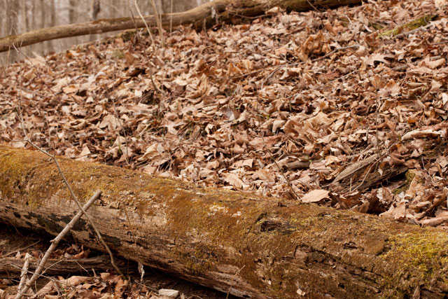 log habitat of Lophocolea