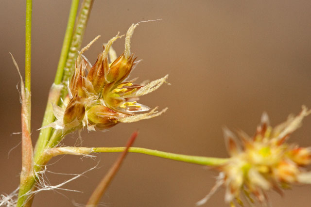 ruch inflorescence