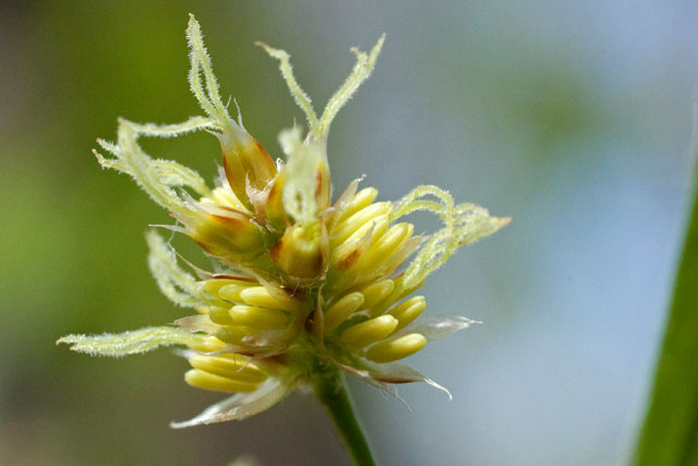 Luzula flower cluster