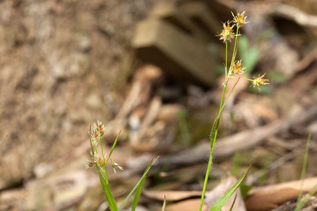 wood-rush