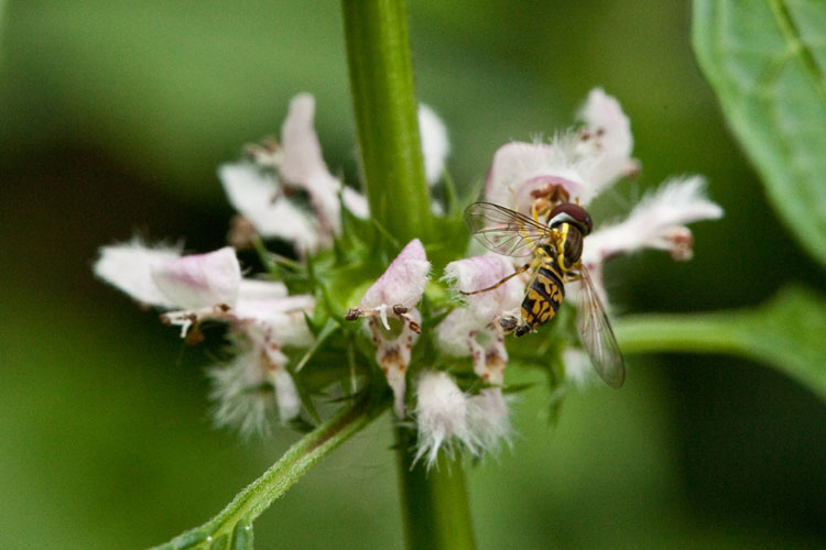 syrphid fly on motherwort