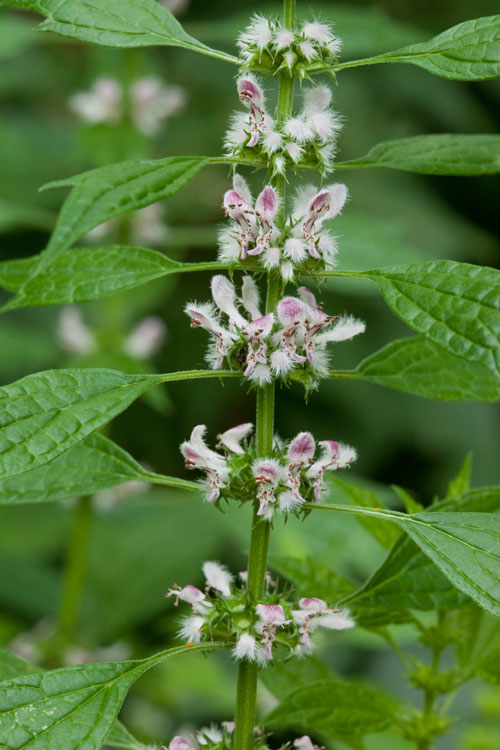 motherwort