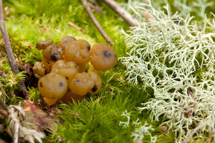 Leotia lubrica