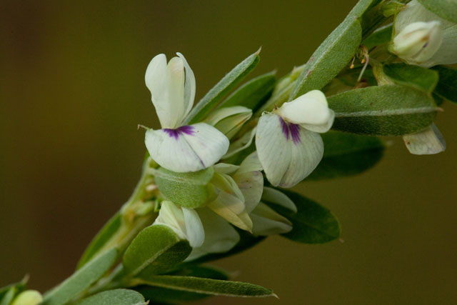 Chinese lepedeza