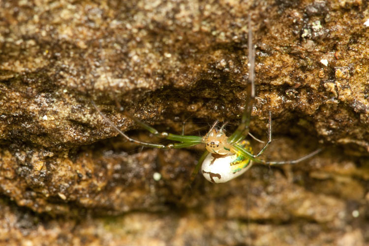 orchard spider