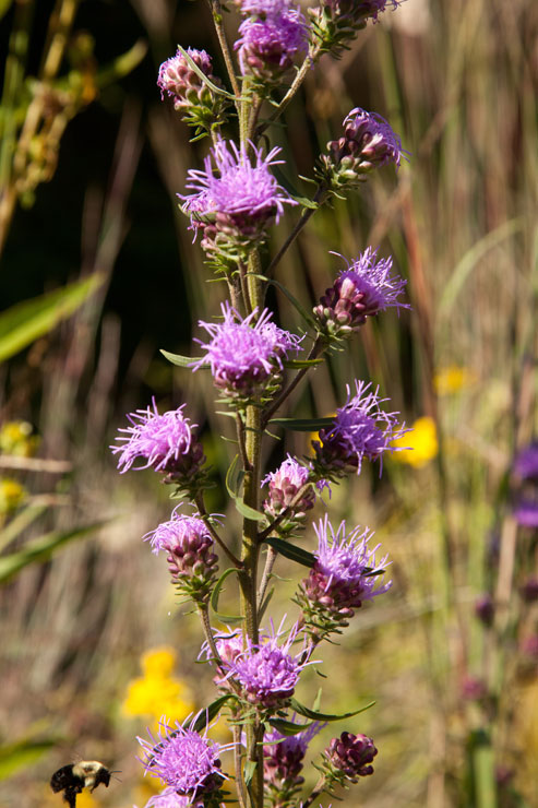 blazing-star