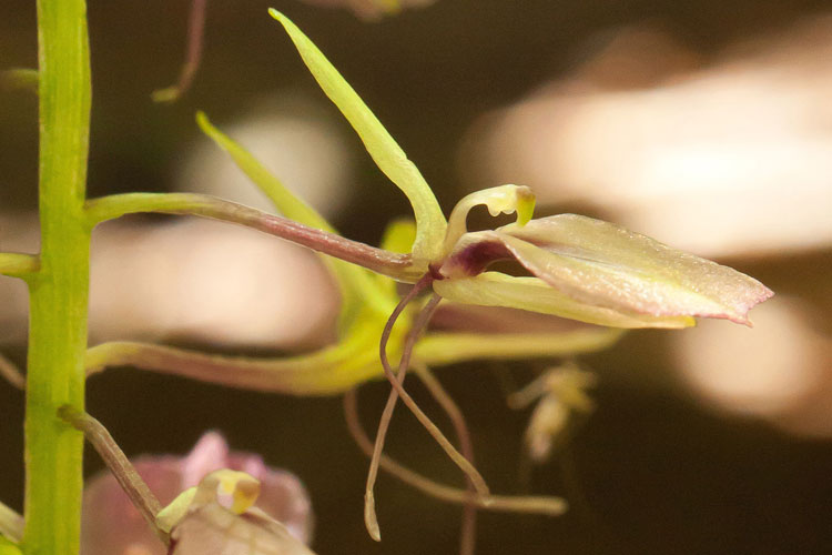 twayblade flower