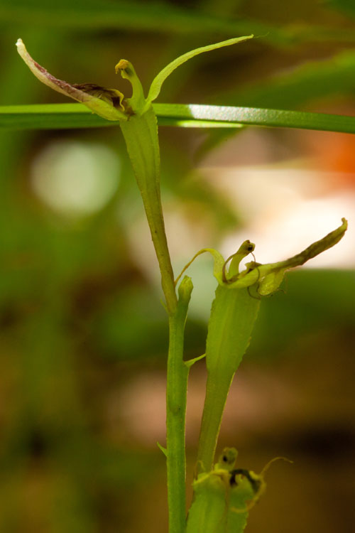 twayblade fruit