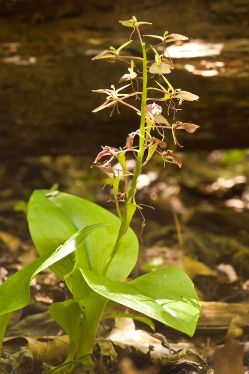 large twayblade