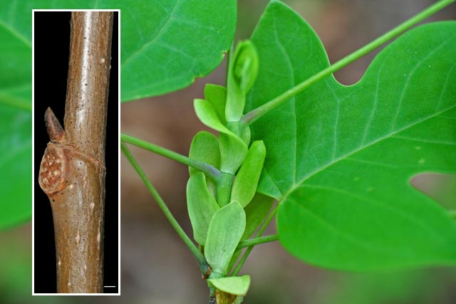 tulip-tree stipules