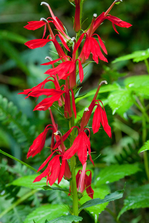 cardinal flower