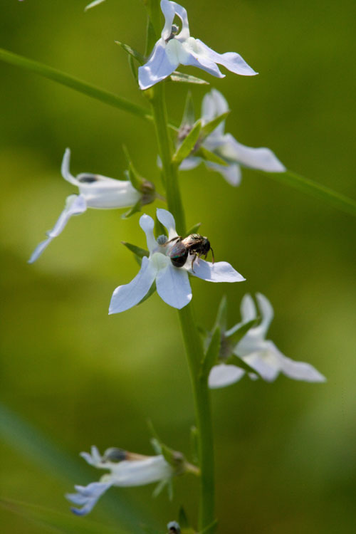 pale-spike lobelia