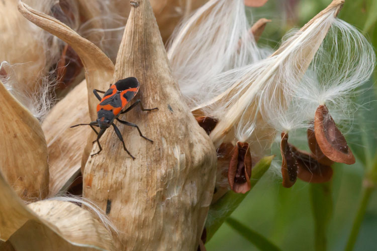 small milkweed bug