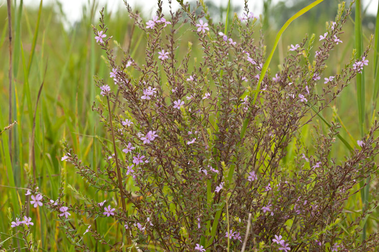 winged loosestrife