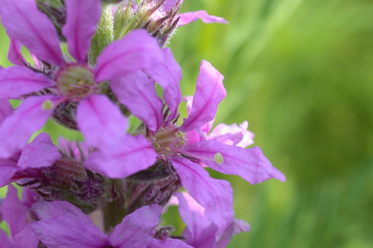 Lythrum salicaria long-styled flower