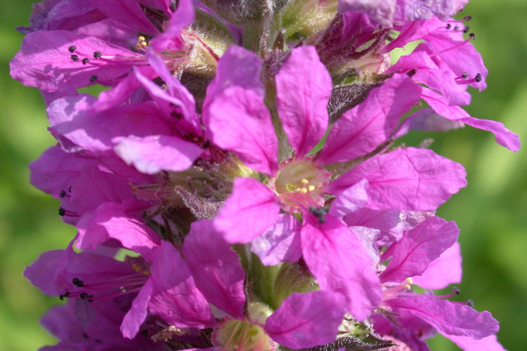 Lythrum salicaria short-styled flower