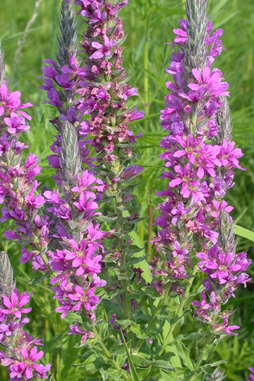 Lythrum salicaria