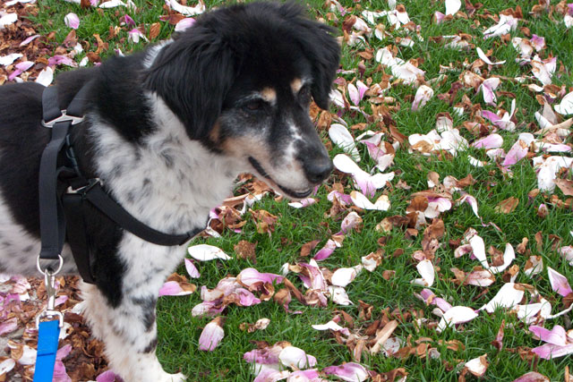 magnolia petals