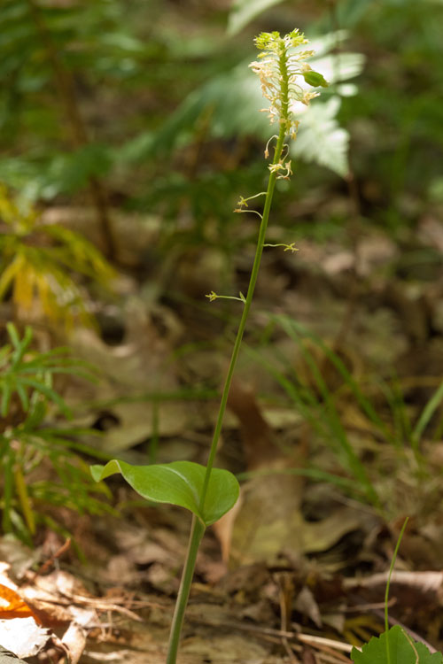 green adder's mouth