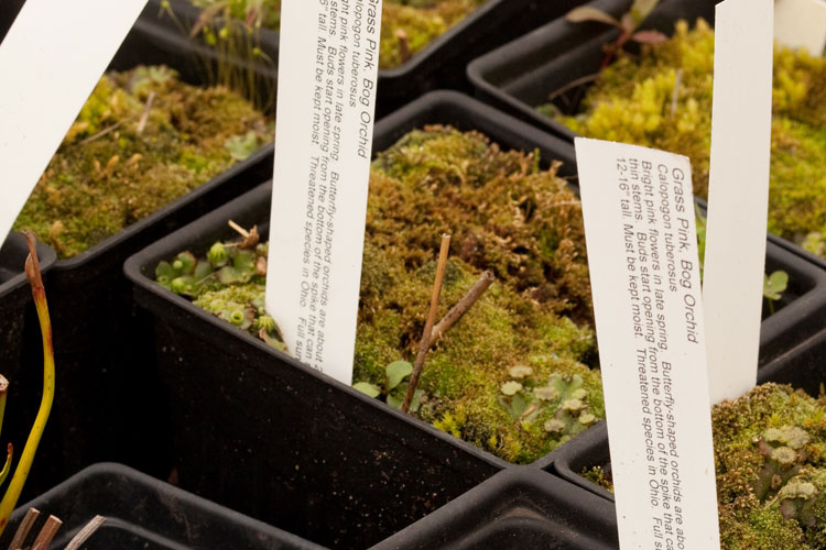 bryophytes in flower pits