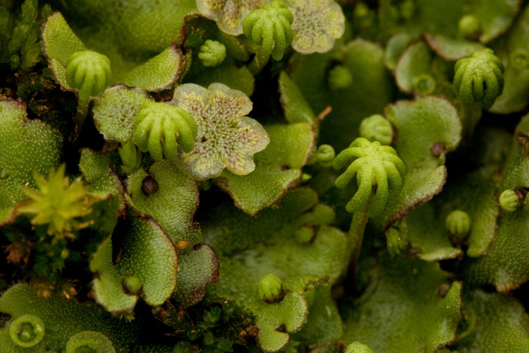 Marchantia polymorpha