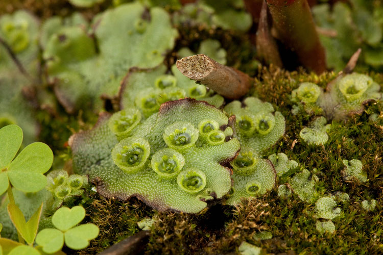 Marchantia gemmae