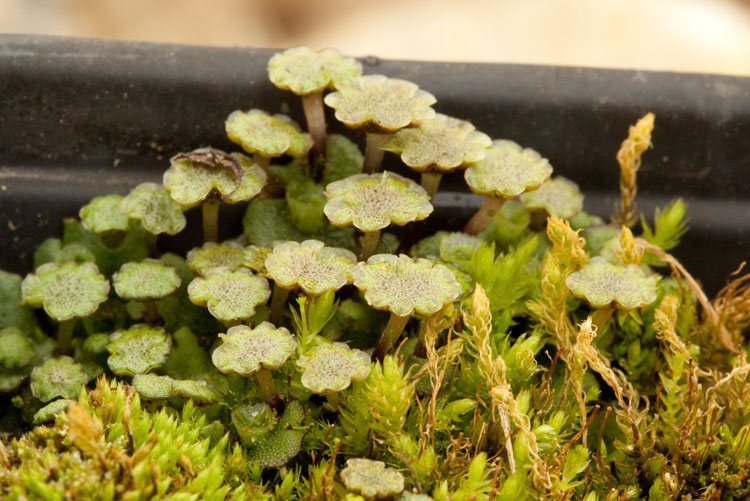 Marchantia polypmorpha