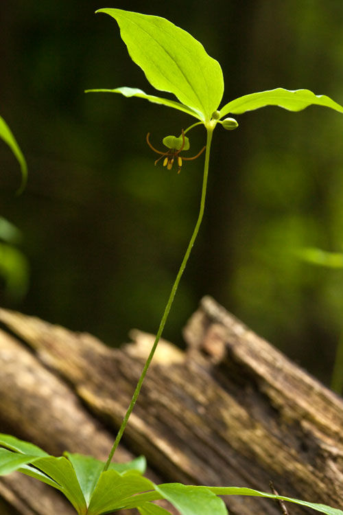 Indian cucumber-root