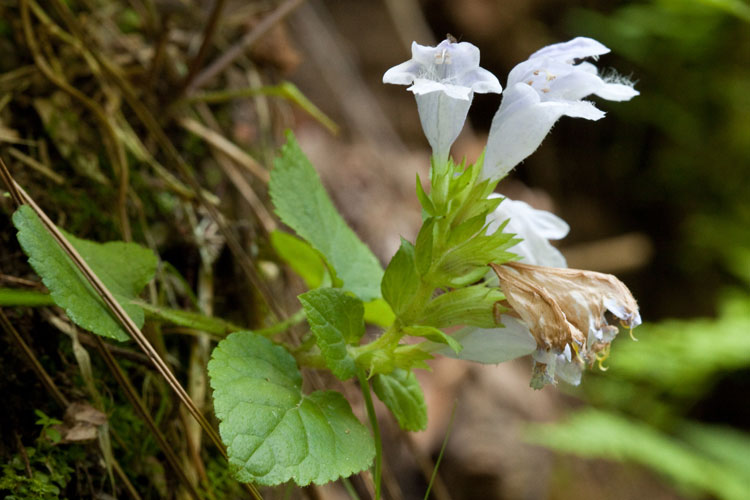 Meehania cordata