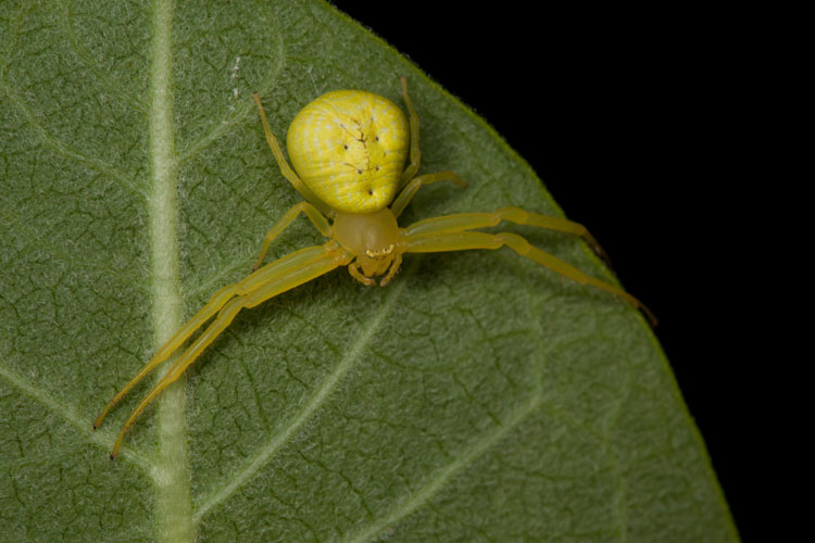 crab spider