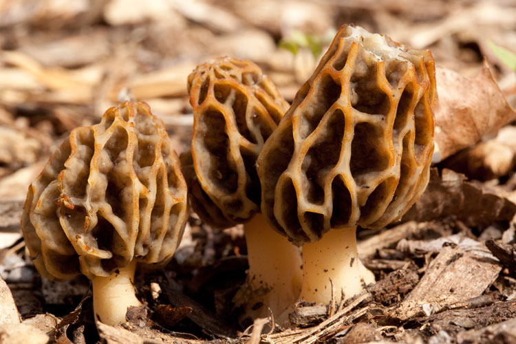 morels