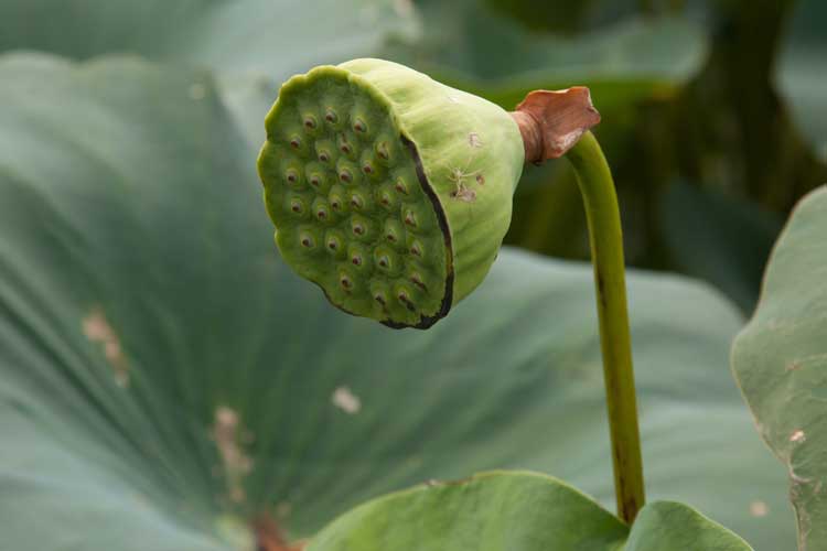 Nelumbo receptacle