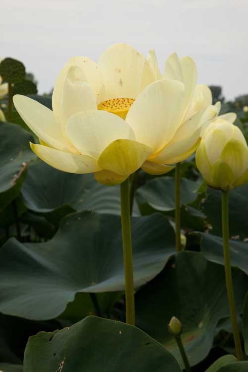 Nelumbo lutea