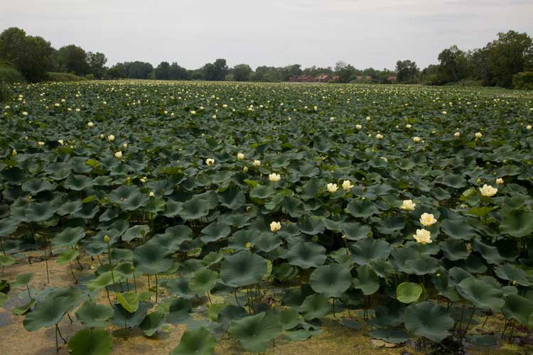 American lotus (Nelumbo luteo)