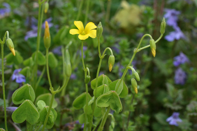 Oxalis europea