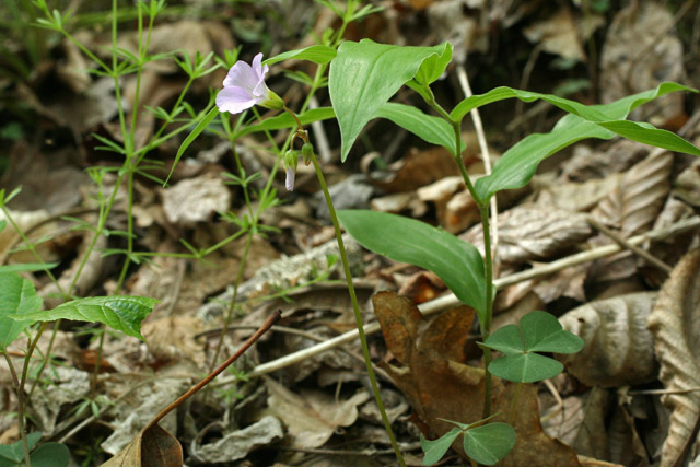 Oxalis violacea