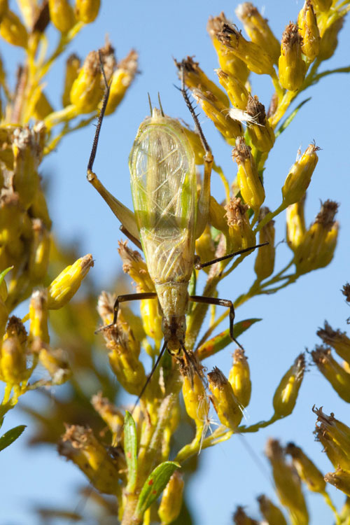 black-horned tree cricket