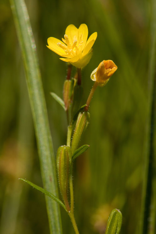 meadow sunbdrops