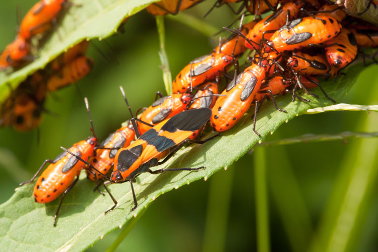 Oncopeltus fasciatus