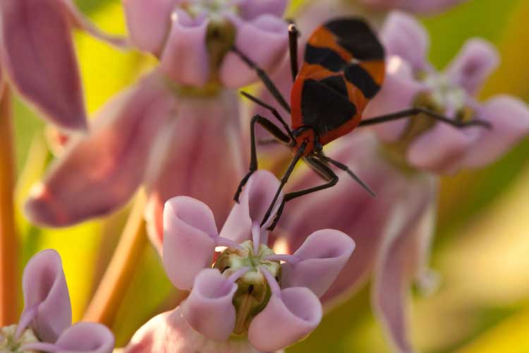 Oncopeltus fasciatus, the large milkweed bug