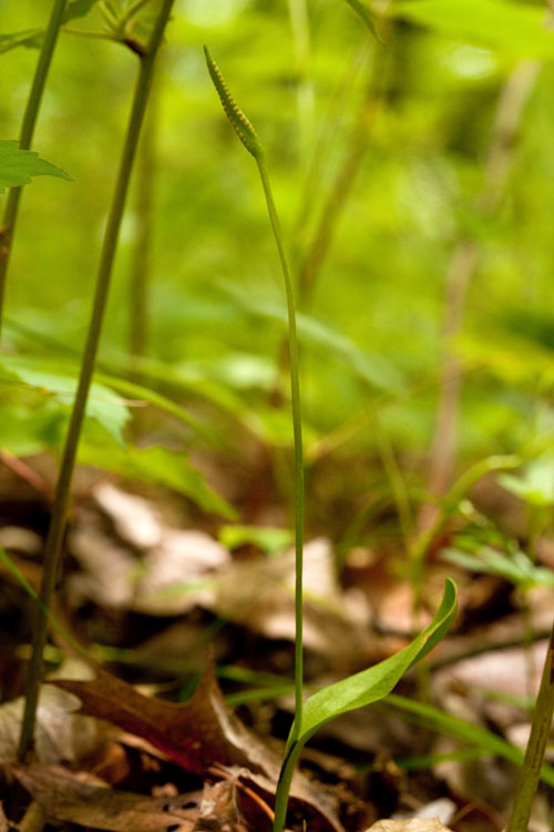 adder's-tongue fern