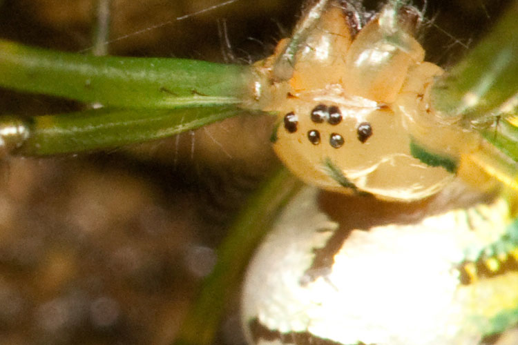 orchard spider setae