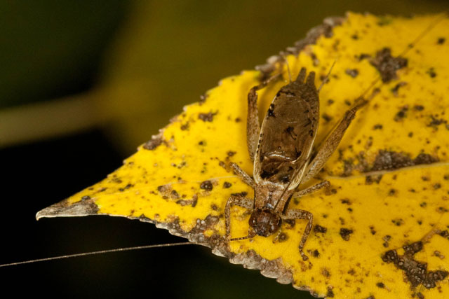 jumping bush cricket