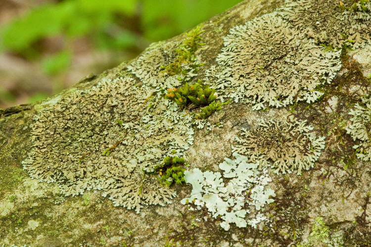 Phaeophyscia rubropulcra