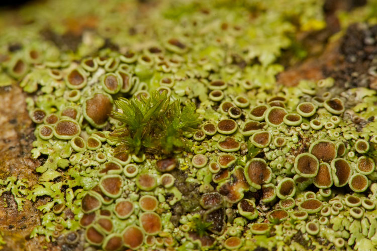 foliose lichens and Orthotrichum obtusifolium